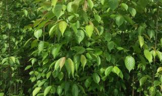 樱桃苗多少钱一棵